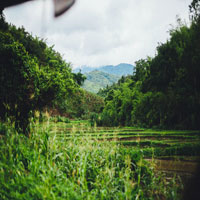 I drove past this plantation yesterday, everything is so green!