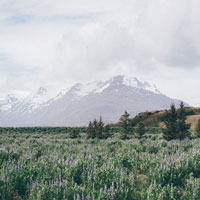 I walked through this meadow of bluebells and got a good view of the snow on the mountain before the fog came in.Bluebells